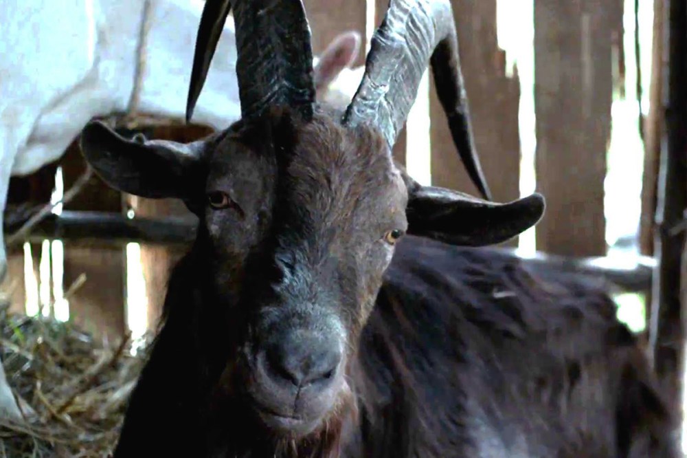 BlackPhillip